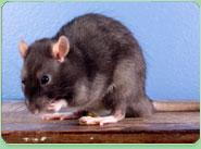 rat control Spalding