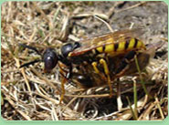 wasp control Spalding