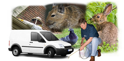 Spalding local van